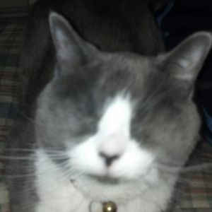 Meet your Posher, Carol